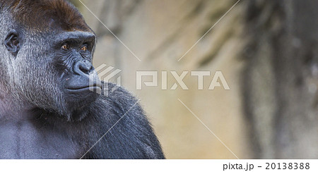 ゴリラ 顔 アップ 動物の写真素材 ゴリラ 顔 アップ 動物の写真素材