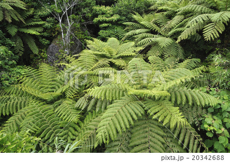 ヘゴの木 シダ植物 ヘゴの写真素材 - PIXTA
