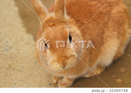 正面顔 うさぎ 目の写真素材