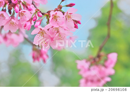 プリンセスマサコ 花の写真素材