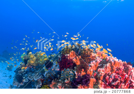 枝珊瑚の写真素材 - PIXTA
