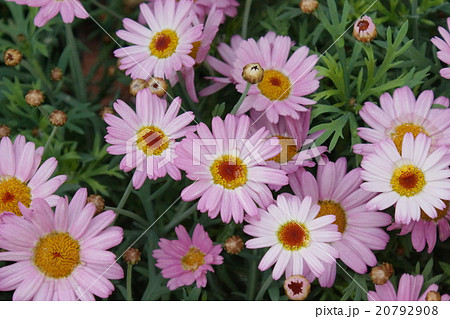 マーガレット モリンバミニピンク マーガレット キク科 花の写真素材