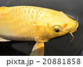 金色の鯉のアップ 黒バックの写真素材 [20881857] - PIXTA