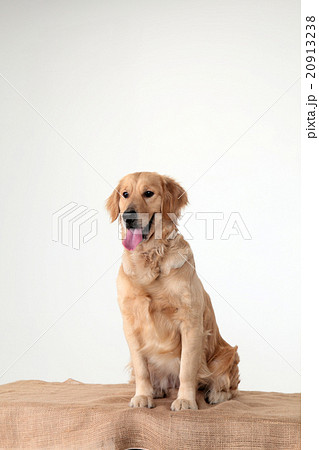 犬 ゴールデンレトリバー 賢い 盲導犬の写真素材