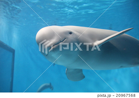 スナメリ 可愛い 動物 生物の写真素材