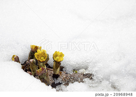 雪解け 花の写真素材