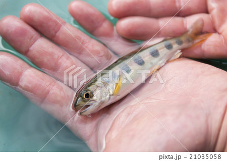 ヤマメ 渓流魚 川魚 稚魚の写真素材