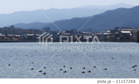 野多目大池の写真素材