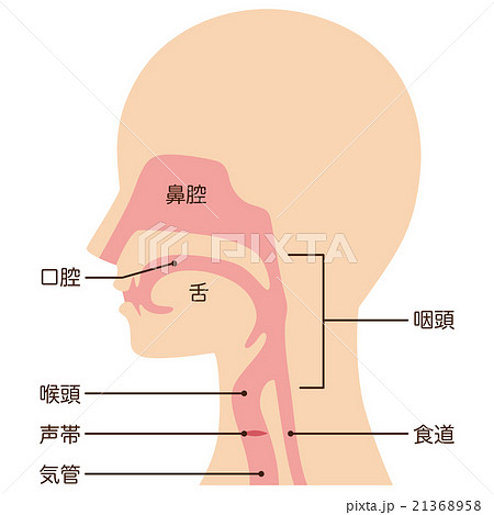喉 首のイラスト素材集 ピクスタ