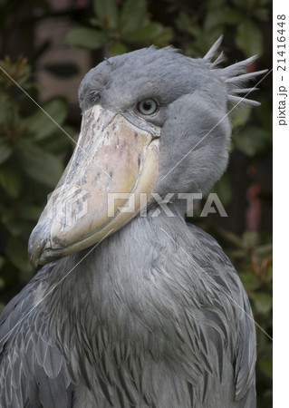 ハシビロコウ 嘴広鸛 鳥 希少種の写真素材 - PIXTA