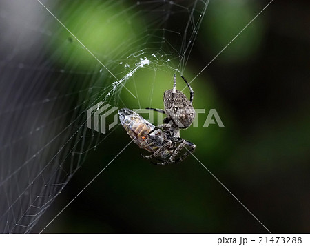 鬼蜘蛛の写真素材