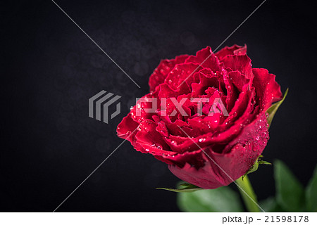 赤黒い花の写真素材