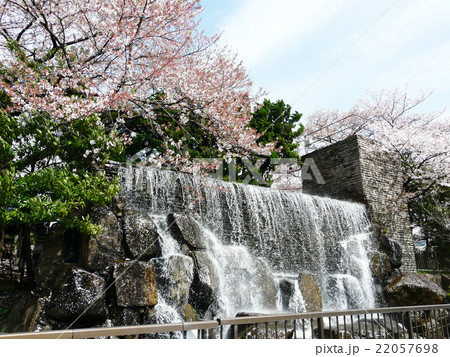 水元公園 水元桜大滝 滝 桜の写真素材
