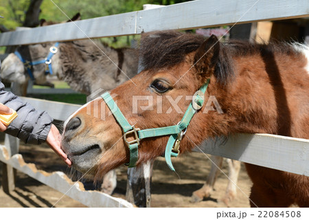 馬 子供 餌やり 撫でるの写真素材 馬 子供 餌やり 撫でるの写真素材