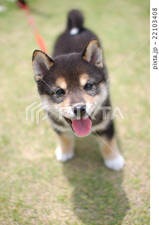 柴犬 黒柴 豆柴 仔犬の写真素材