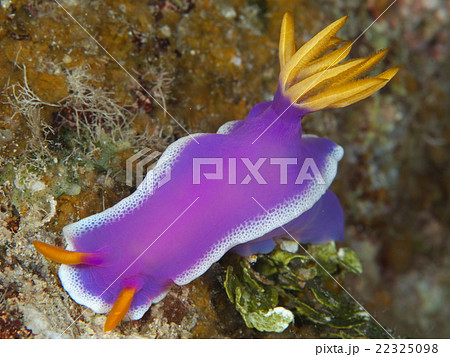 ウミウシ シンデレラウミウシ 紫色 海 水中の写真素材
