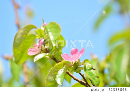 カリンの花の写真素材