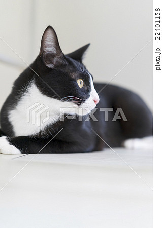 猫 ハチワレ 伏せる 横顔の写真素材