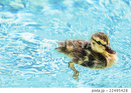 鴨の赤ちゃんの写真素材