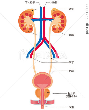 泌尿器 腎臓の写真素材