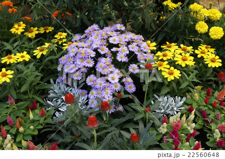 花 植物 宿根アスター ビクトリアの写真素材