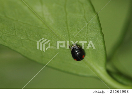 二星テントウ虫 昆虫の写真素材