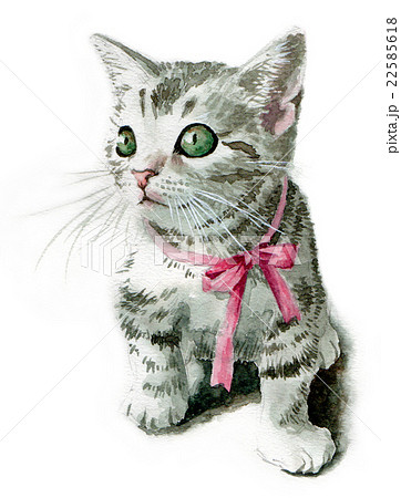 猫 アメショのイラスト素材