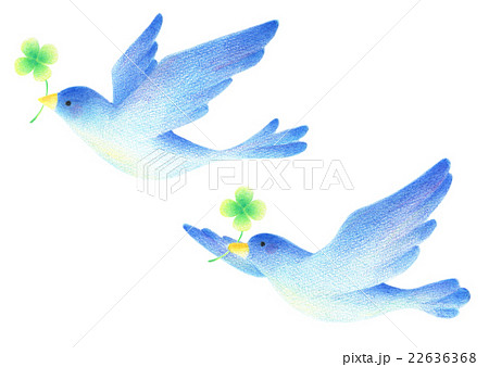 青い鳥の写真素材 Pixta
