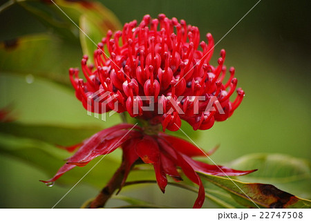 ワラタの花の写真素材