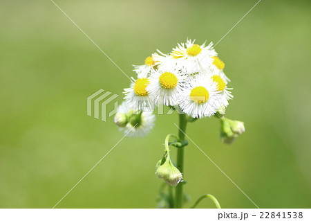 貧乏草 雑草 花の写真素材 - PIXTA