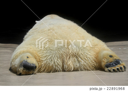 熊の足裏 クマ 足の写真素材