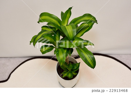 観葉植物 ドラセナ ハワイ グリーンの写真素材