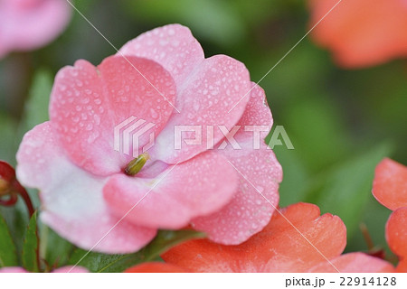 蘇丹鳳仙花開花花卉花照片素材