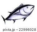 マグロの解体図 部位 のイラスト素材