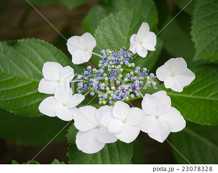 紫陽花 花 ガクアジサイ 白の写真素材