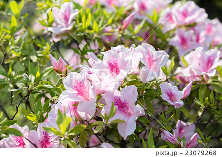 オオムラサキツツジ 花の写真素材