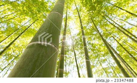 竹林 光芒 竹 綺麗な葉の写真素材
