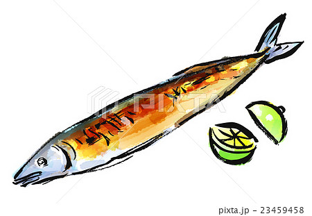 さんま 秋刀魚 水彩 魚のイラスト素材