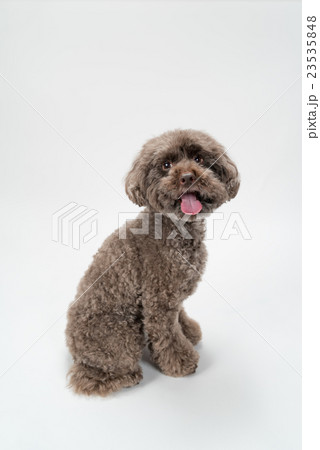 犬 トイプードル 見上げる お座りの写真素材 - PIXTA