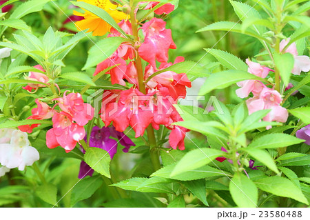 鳳仙花の写真素材