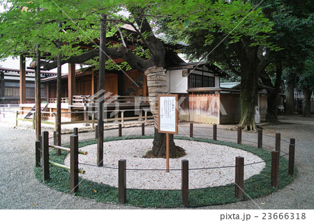 靖国神社の標本木の写真素材