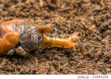 カブトムシの蛹の写真素材
