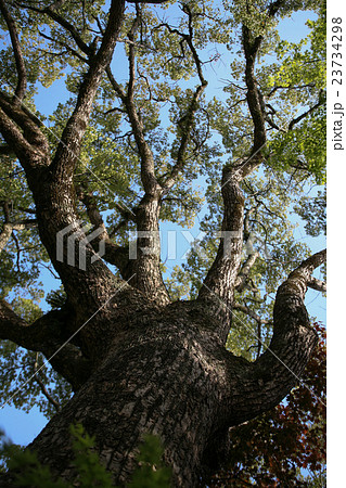 菩提樹の写真素材 - PIXTA