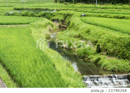 水路 畦道 道 水田 用水路 田んぼの写真素材