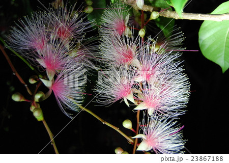 さがり花 沖縄の花 夜の花 深夜の花の写真素材