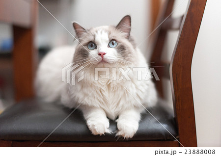 猫 ラグドール 美しい 美の写真素材