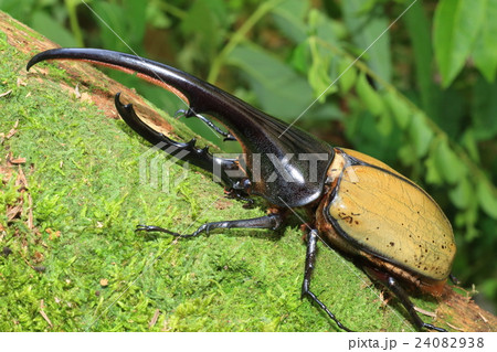ヘラクレスオオカブトの写真素材