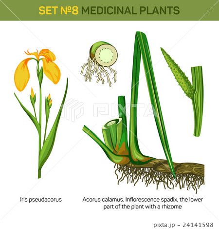 根茎植物 絵 葉 イラスト ベクトルの写真素材