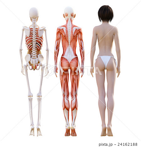 骨格 全身 女性 骨のイラスト素材