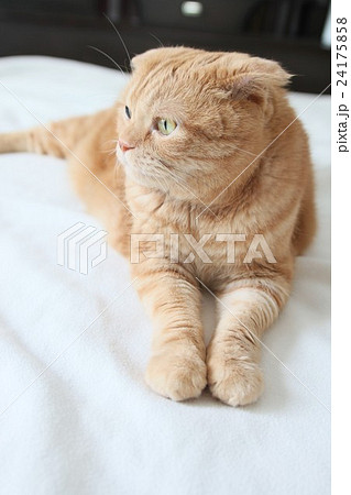 猫 スコティッシュフォールド 茶色 横向きの写真素材